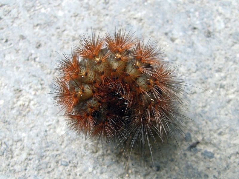 bruco di Spilosoma lubricipeda (Erebidae)